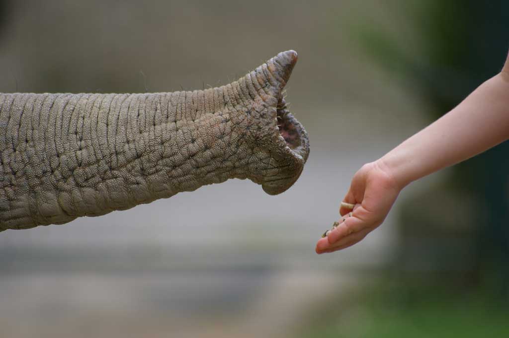 DeZoos Zoos elefante